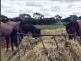 Horses eating eragrostis hay from a feeder
